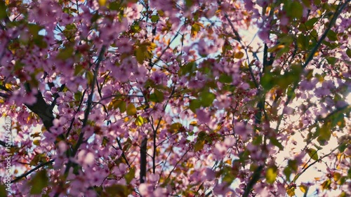 Wallpaper Mural Cherry blossom tree in Oslo, Norway, Intense glare cuts through branches, scattering golden light across the vivid pink petals. 59.94FPS 4K Torontodigital.ca