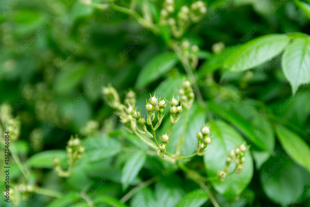 Rose plant with unopened buds – closeup of garden rose leaves and flower clusters Rose plant with unopened buds – closeup of garden rose leaves and flower clusters