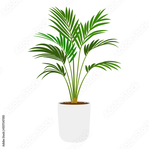 アレカヤシの鉢植え