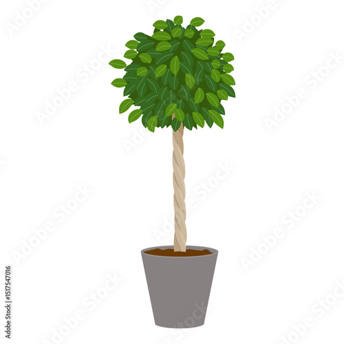 フィカスの鉢植え