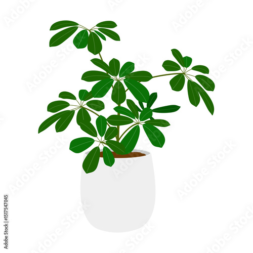 カポックの鉢植え