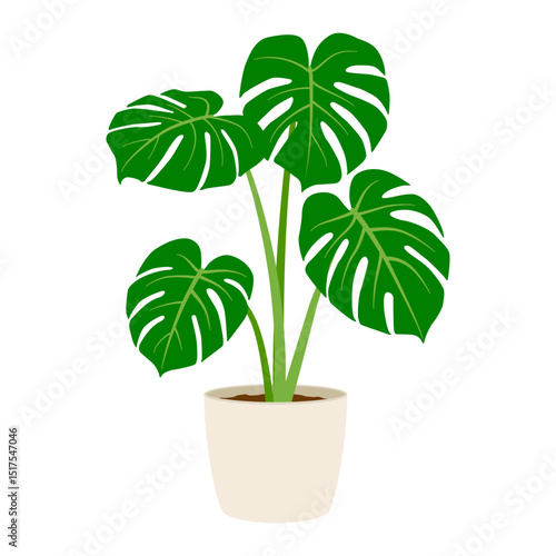 モンステラの鉢植え