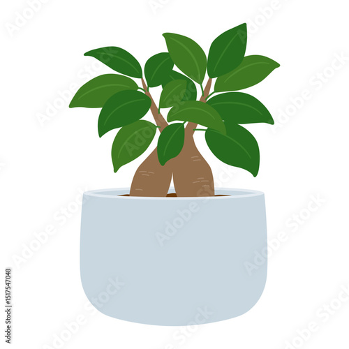 ガジュマルの鉢植え