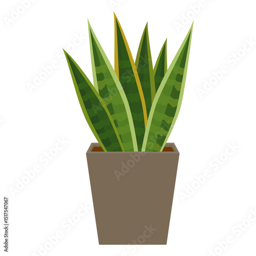 サンセベリアの鉢植え