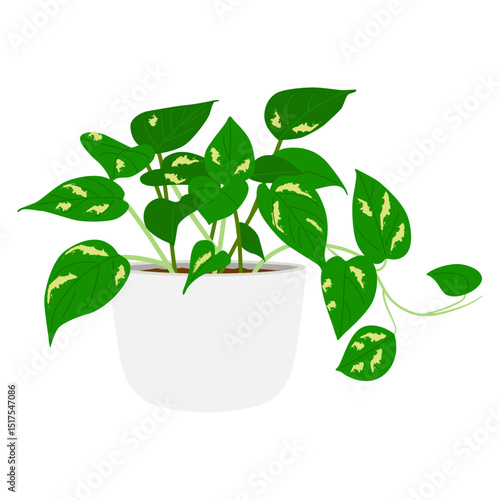 ポトスの鉢植え