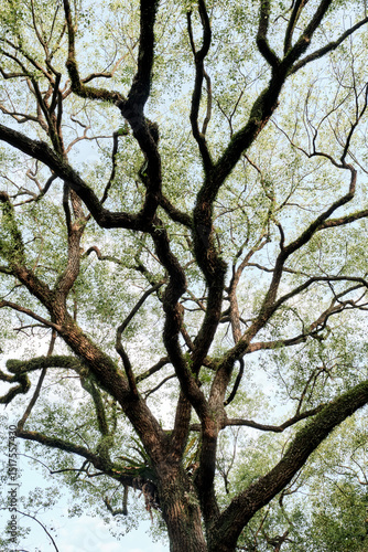 Wallpaper Mural Closeup of the veins of the branches of a century-old tree Torontodigital.ca