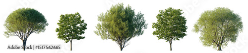 Fotografi Tree Salix fragilis and Chestnut large trees isolated png on a transparent backg