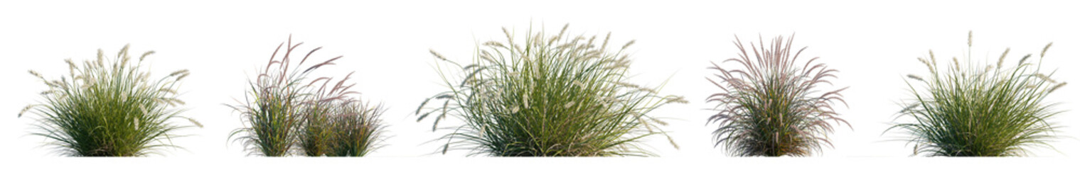 Pennisetum alopecuroides Pennstripe - and setaceum Rubrum swamp fountain grass, tender purple fountain isolated png on transparent background premium cutout (Swamp Foxtail, Penn Stripe, PAV300)