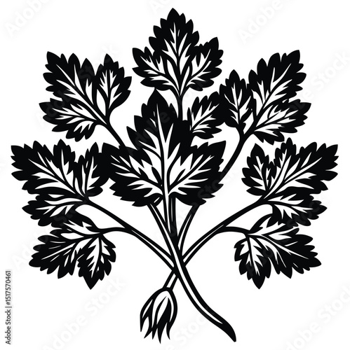 Black and white silhouette of parsley sprig or coriander vegetable icon illustration isolated on white background