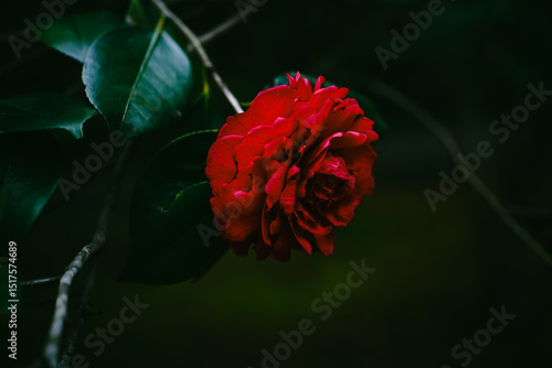 ＜五島の風景＞五島椿園の椿（紅乙女）