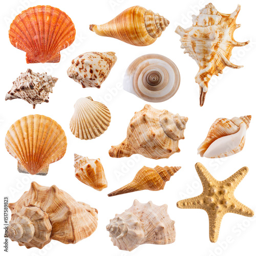 Seashells Collection Various Ocean Shells and Starfish
