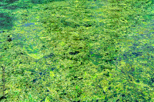 The old pond is all covered in silt.