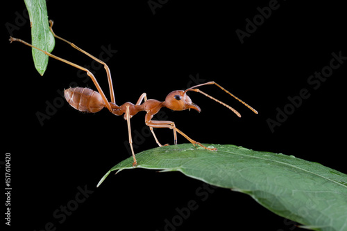 Weaver ants try to cross the next leaf on isolated backkground, Weaver ant activity on leaf with black background
