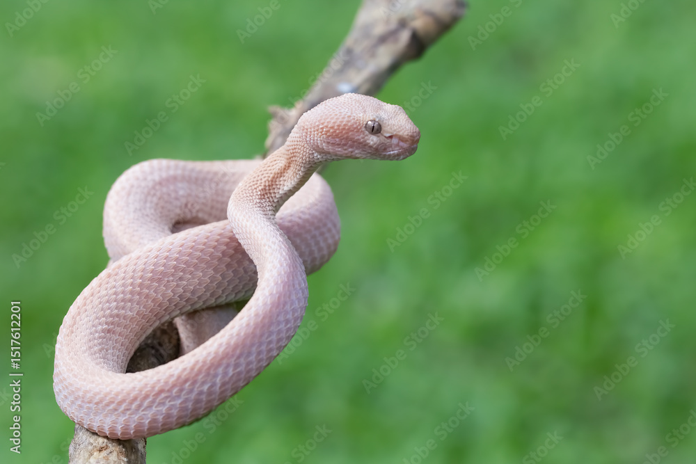 Fototapeta premium Trimeresurus purpureomaculatus on branch, Mangrove pit viper with defensive position on branch, Indonesian viper snake