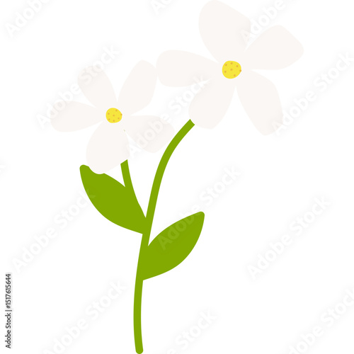 Hand Drawn Jasmine Flower