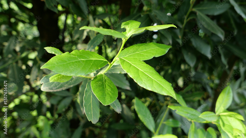 laurel bay tree leaves laurel bay tree leaves