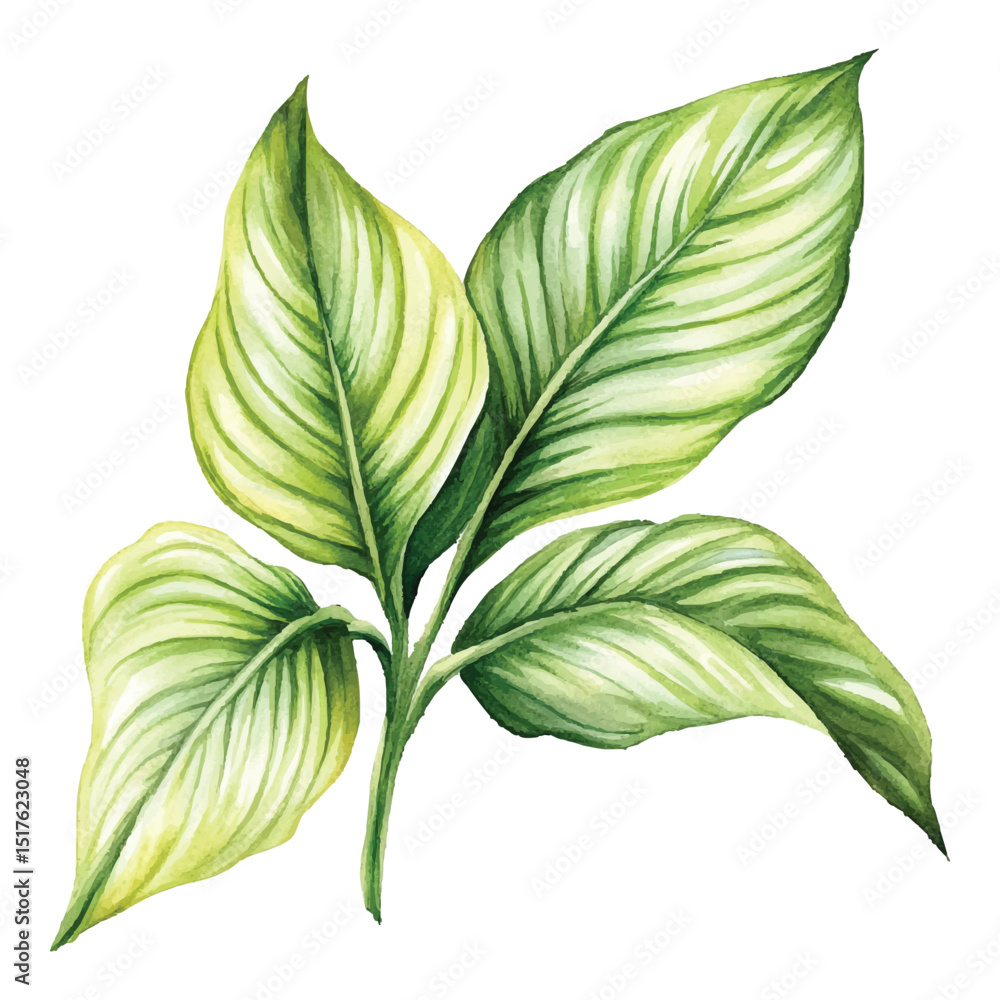 Watercolor illustration of green leaves with veins on transparent background vector Watercolor illustration of green leaves with veins on transparent background vector