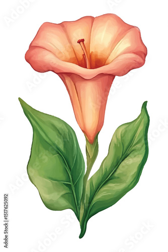 Beautiful peach colored angels trumpet flower with green leaves vactor illustration