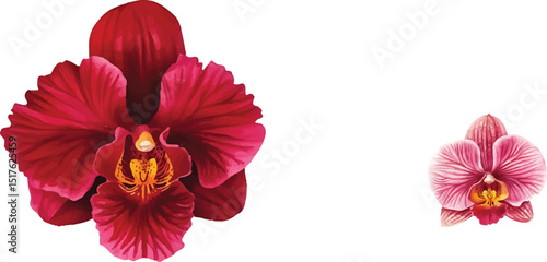 Beautiful orchid flowers in red and pink isolated on transparent background vector