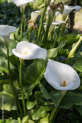 Calla Lily