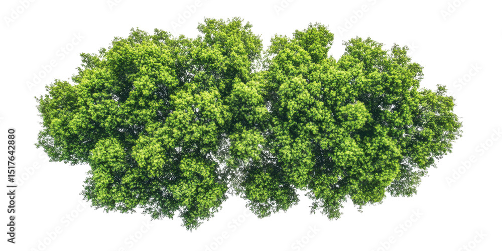 Obraz premium Big green trees png tall trees png forest png nature png leafy trees png summer trees png healthy trees png natural trees png outdoor trees png transparent background image
