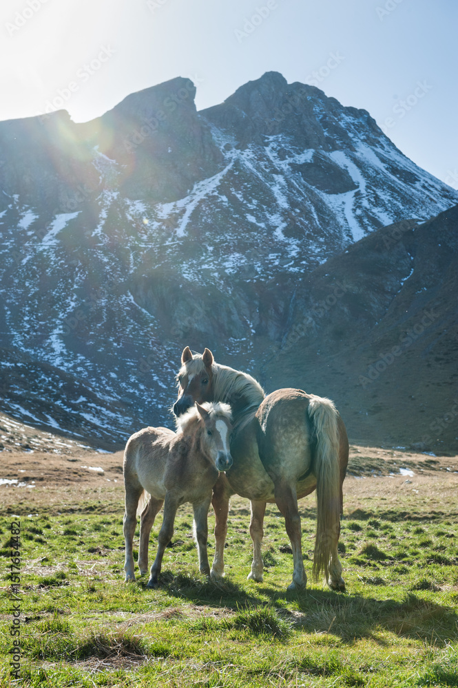 Fototapeta premium Mom and little horses in the mountains