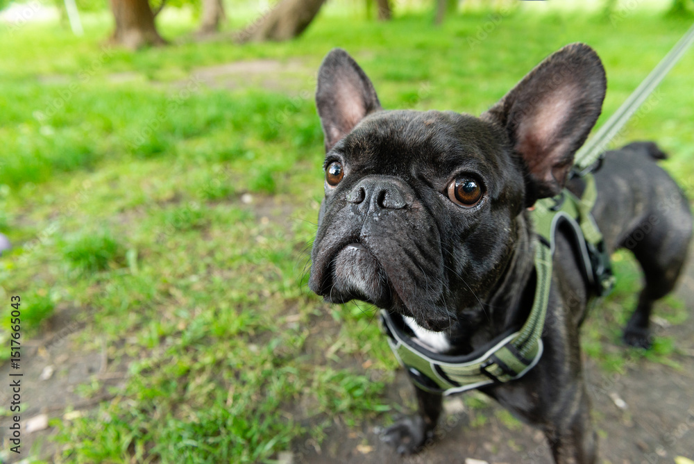 Obraz premium Close-Up Portrait of French Bulldog Outdoors on a Leash