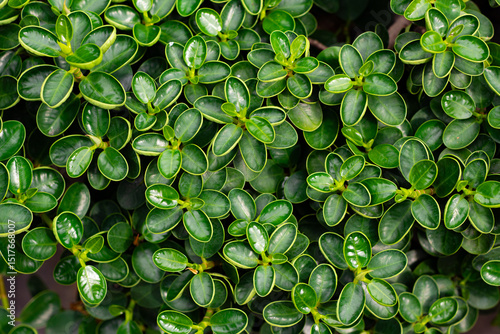 Closeup The Glossy leaves texture and round shape of Banyan Tree (Ficus Annulata) as green leaves background and natural leaf wallpaper and backdrop