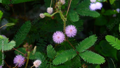 Fotografie Mimosa Pudica Plants with Pink and Red Wildflowers in Natural Habitat