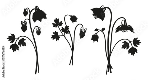 Photography Set of three bouquet silhouettes of aquilegia flowers