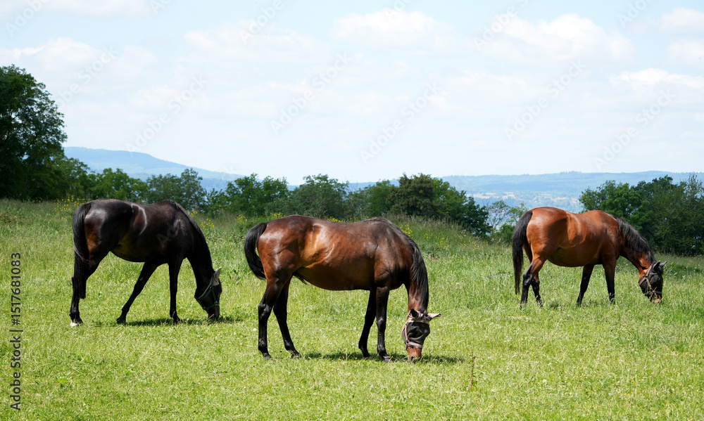 Obraz premium Three beautiful brown horses peacefully graze in a green meadow