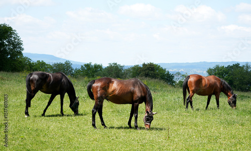 Wallpaper Mural Three beautiful brown horses peacefully graze in a green meadow Torontodigital.ca