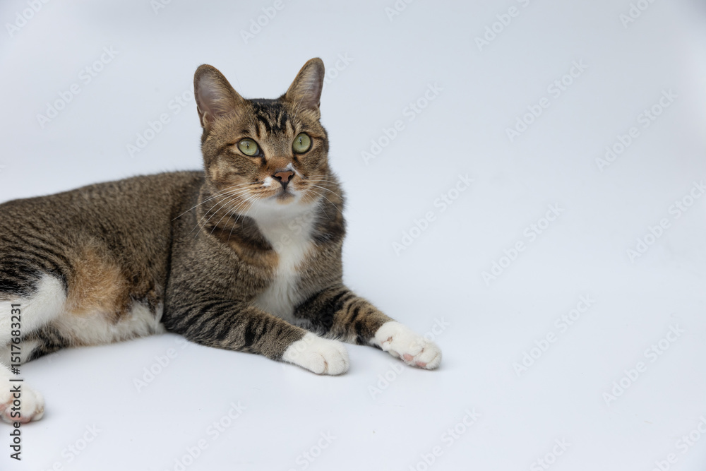 Cat lying on the white floor. Cat lying on the white floor.
