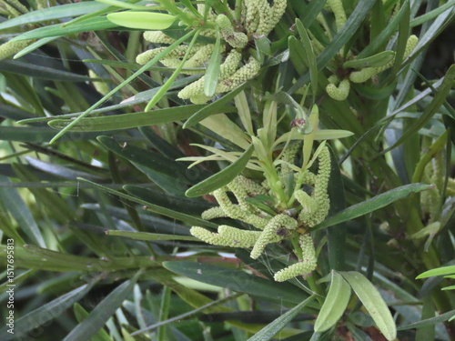 開花した白いイヌマキの花