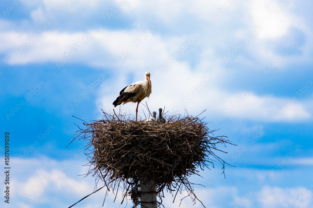 Fototapeta premium Elegant stork balances on one leg beside two chicks in nest on pole. Concept of balance, parenting, and natural beauty.