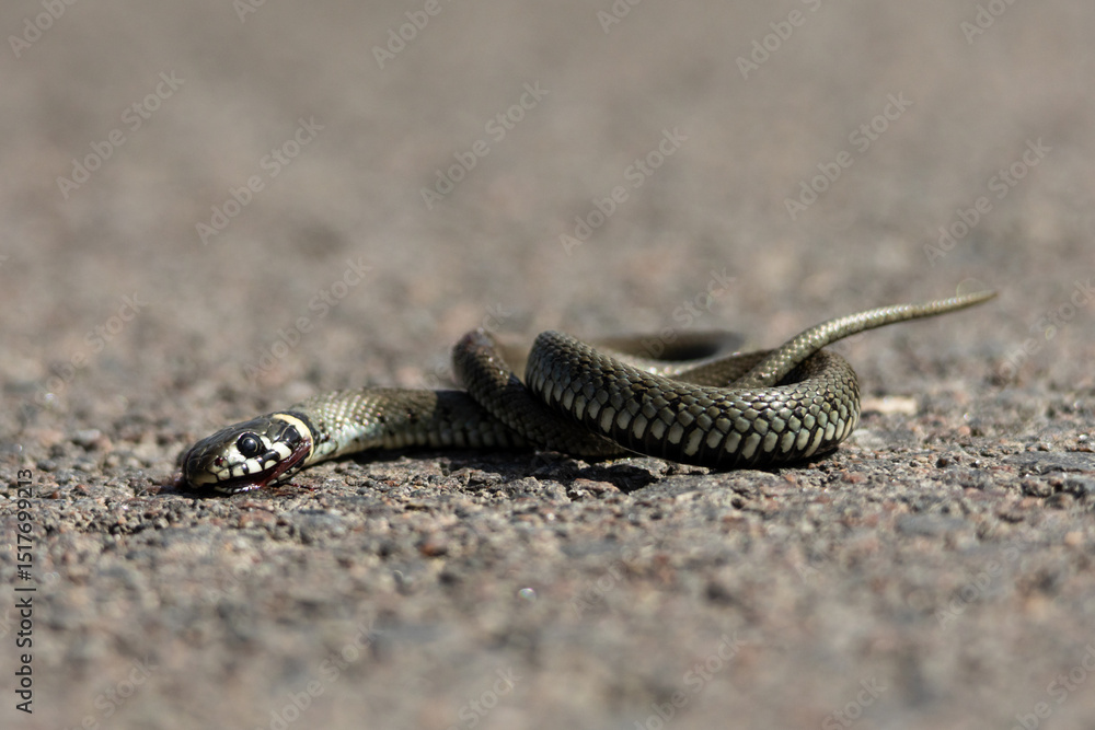Fototapeta premium A grass snake lies curled on the asphalt, its head turned slightly with visible blood, highlighting the dangers of roads for wildlife