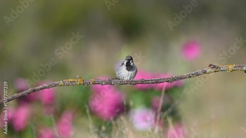 Against a backdrop of pink wildflowers, a small bird perched on a lichen-covered branch cleans its fluffy feathers before flying away. House Sparrow, Passer domesticus.
