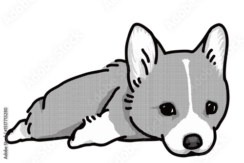 コーギー　白黒　犬のイラスト　仔犬　welsh corgi
