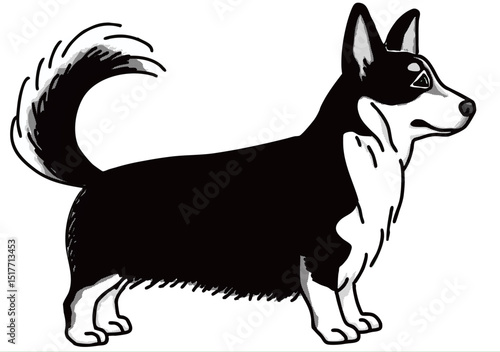 コーギー　白黒　犬のイラスト　welsh corgi