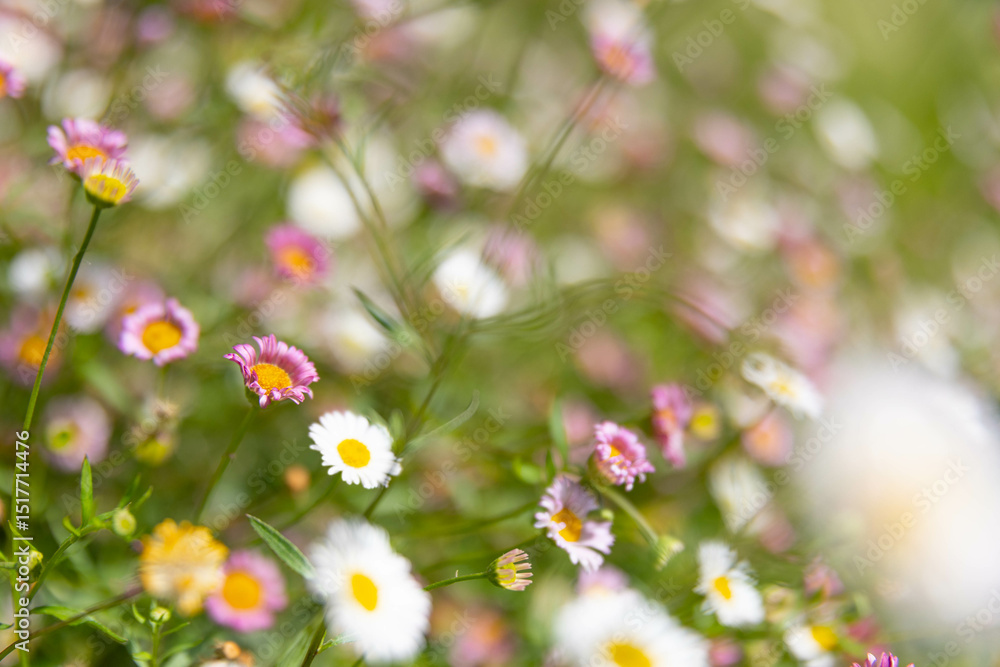 Fototapeta premium Daisies 