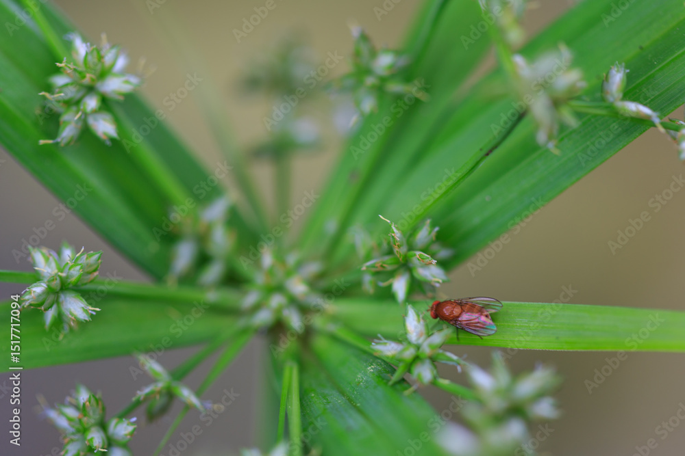 Small fly insect resting on green grass blade in natural garden Small fly insect resting on green grass blade in natural garden