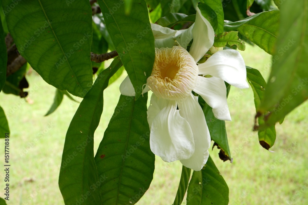 Obraz premium Close-Up of Gustavia Augusta Blossom