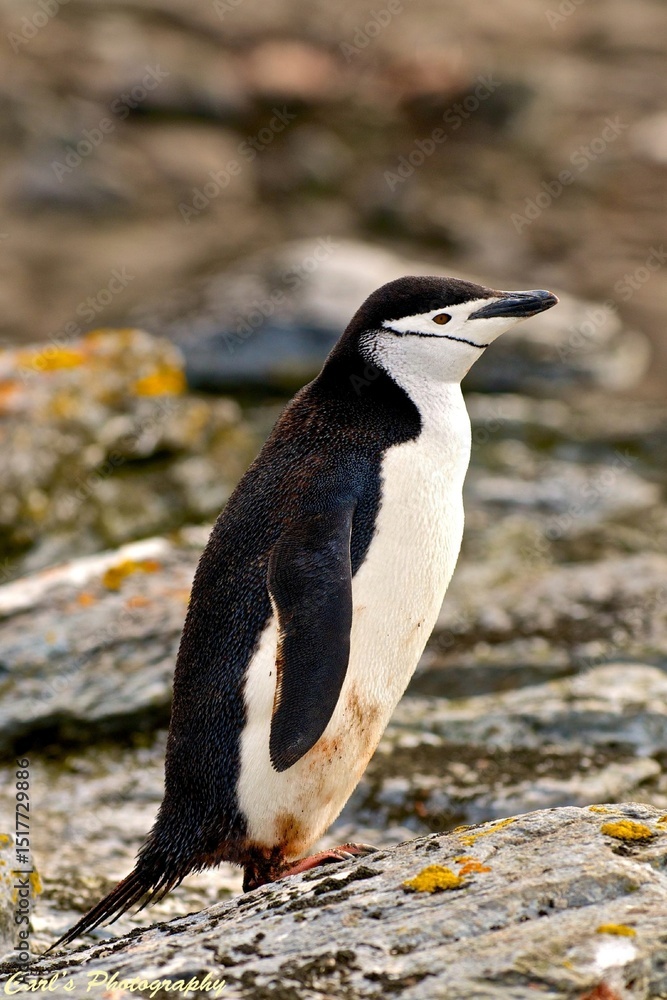 Fototapeta premium The Bold Line: Life of the Chinstrap Penguin in Antarctica