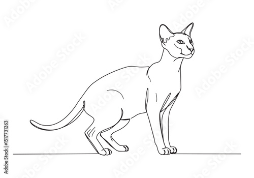 Elegant oriental shorthair cat portrait in minimalist continuous