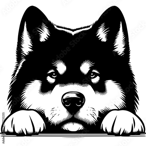 Akita Peeking Dog Vector Illustration Isolated on White