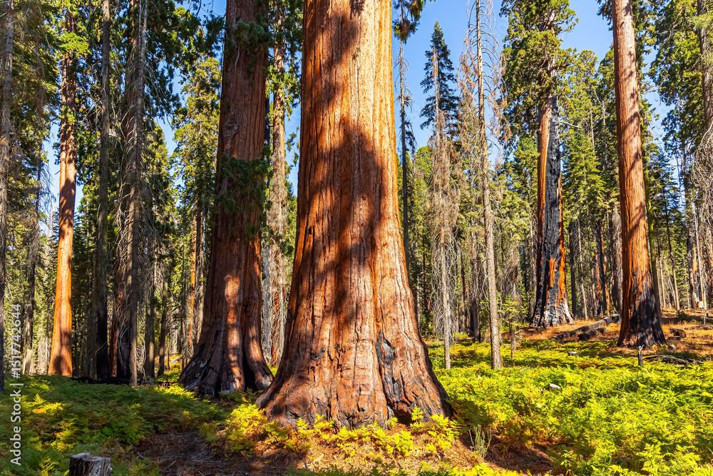 Fototapeta premium Bright sunny day in Sequoia Park