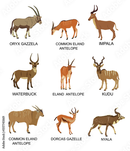 Antelope and gazelle set vector illustration isolated. Oryx, Eland, Impala, Waterbuck, Kudu, Dorcas, Nyala. African deer. Safari Africa hunting trophy. Powerful buck antlers horned animals herbivore.