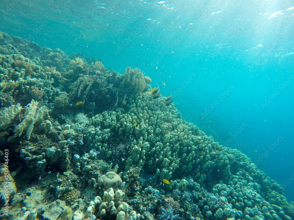 Fototapeta premium underwater look at coral reef egypt 