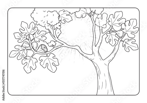 Detailed fig tree illustration with sunbeams for coloring enthus