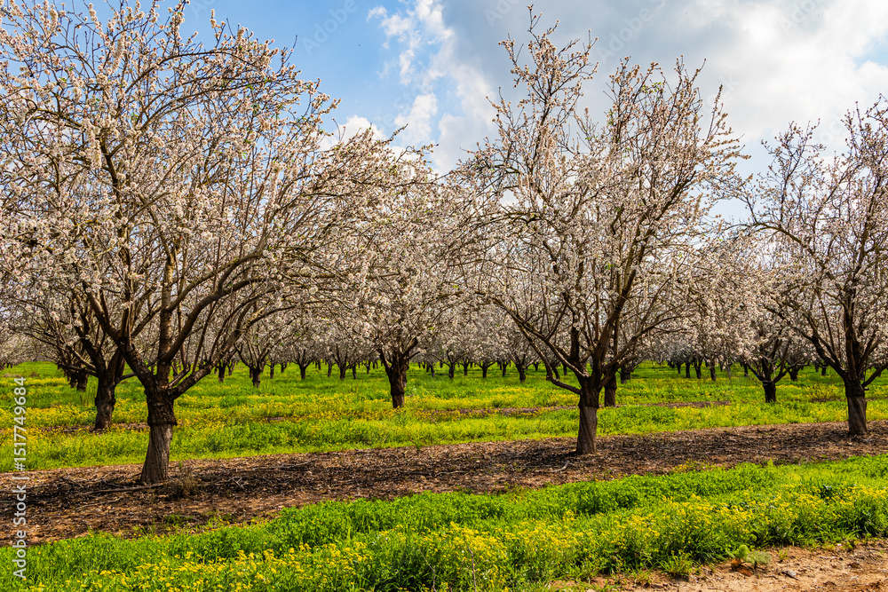 Fototapeta premium Almond grove